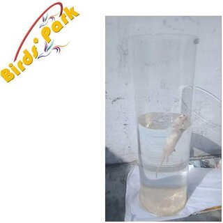                       Rat Swimming Cylinder Acrylic Size 24 inch Height x 9 inch Diameter Heavy-4mm thickness Birds' Park  Birds' Park                                              