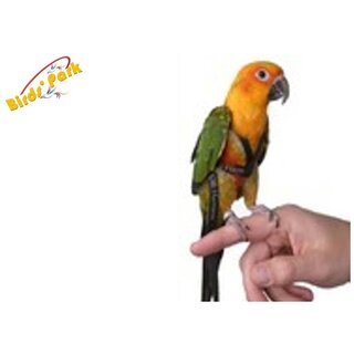                       Sun Conure Belt (Sun Conure Harness)-Birds Harness Soft-Good for Free Flying SunConure Birds' Park                                              