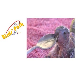                       Birds Feeding Spoon in Steel Good for All Baby Birds Feeding - BIRDS' PARK                                              