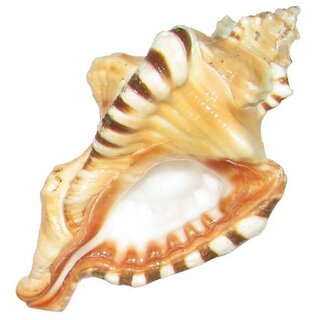                       Ganesh Shankh ( Conch )                                              