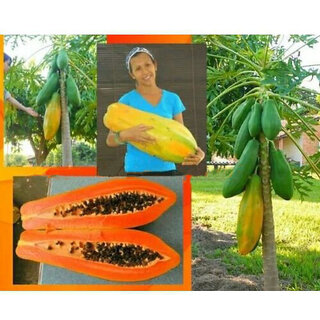                       Thailand Dwarf/Bonsai Papaya Garden Fruit Seed - 1 Pack (20 Seeds)                                              
