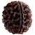 Original 1 Mukhi Gol Dana Rudraksh One Face Round Rudraksha By Lab Certified