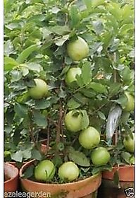 Bonsai Giant Thailand Guava Fruit  Seed (Pack Of 30 Seeds )
