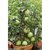 Bonsai Giant Thailand Guava Fruit  Seed (Pack Of 30 Seeds )