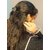 Shine  matte Small Hair Clutcher Claw Clip for Women  Girls, Pack of 6
