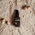 Nugencare Organic Sweet Almond Oil Hair Oil (30 Ml)