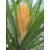 Navamallika Agarbatti Dhuna Dhoop Dhuna Dhoop (25, Set Of 5)