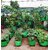 GML Grow Bags 12x12 inches, 240 GSM Strong, Terrace Gardening Vegetable Planting Bag, Woven Fabric Leafy Fruits Growing