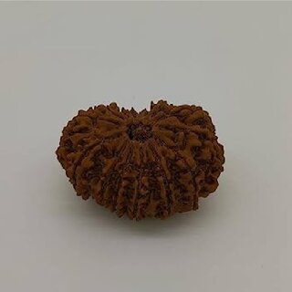 15 Mukhi Rudraksha Beads Original Astrological Purpose Beads with bahubali kada For Men Women 15 Mukhi Rudraksha Beads Original Astrological Purpose Beads with bahubali kada For Men Women