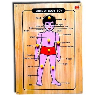                       Aasiyaenterprises Parts Of Body Boy Puzzle With Knob For Kids (Multicolor)                                              