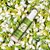 Noorson Jasmine Attar Perfume for Unisex - Pure, Natural Long Lasting Herbal 8 ML Floral Attar (Floral)