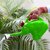 GARDEN DECO Elephant Design Plastic Green Water Can with Sprayer for Plants/Garden (Set of 1)