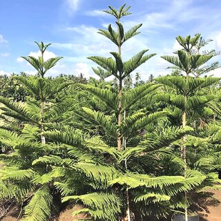                       Plantzoin Cook-pine Christmas tree Araucaria columnaris Live Plant                                              