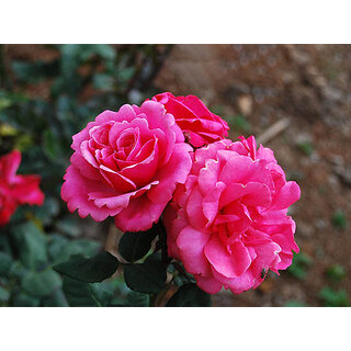                       Plantzoin Indian fragrant rose Desi gulab Plantzoin Indian fragrant rose Desi gulab Rosa indica Golap Golapa(Pink) Plant                                              