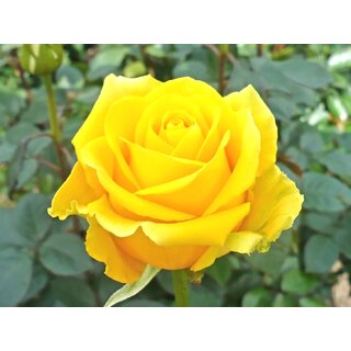                       Plantzoin Indian fragrant rose Desi gulab Rosa indica Golapa(Yellow) Plant                                              