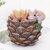 Homeberry Decor Twist Squirrel in Pine Succulent Planter for Home Garden Office Desktop Decorative Showpiece  -  11 cm (Resin, Multicolor)