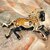 LUCKY JEWELLERY Designer Gold Plating Black Meenakari Vintage Horse Design Unisex Brooch Pin For Women/Girls/Men