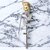 LUCKY JEWELLERY Designer Gold Plating Rose Flower Saree Pin Hijab Pin Unisex Brooch Pin For Women/Girls/Men