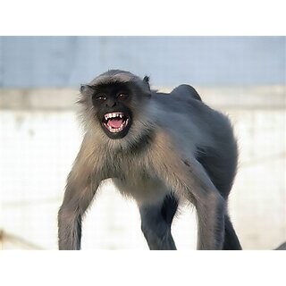                       Langur poster-Good for monkey to get rid off Size 3x3 feet Birds' Park                                              