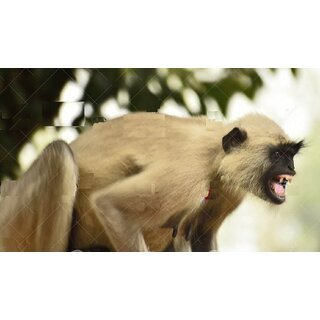 Langur Flex Painting-Good for Monkey to get rid off them -Size 3x3 feet Birds' Park Langur Flex Painting-Good for Monkey to get rid off them -Size 3x3 feet Birds' Park