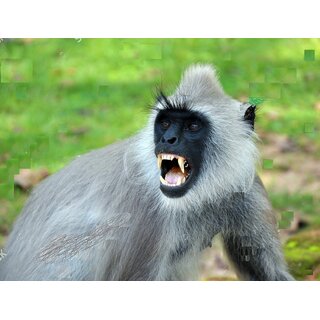                       Langur Danger poster-Good for monkey to get rid off Size 3x3 feet Birds' Park                                              