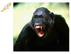 Monkey Gorilla Poster-    -      - Bandaron ko bhagaane ka ilaaj - Treatment to ward