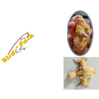 Lovebirds Split Leg Treatment Bracelet-Handscuff Size5mm- 2pcs - Good for Splayed Leg Lovebirds Birds' Park Lovebirds Split Leg Treatment Bracelet-Handscuff Size5mm- 2pcs - Good for Splayed Leg Lovebirds Birds' Park