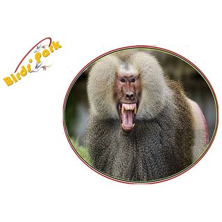 Langur Poster -       -      - bandaron ko bhagaane ka ilaaj - treatment to ward off