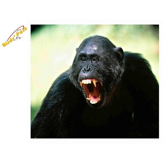Monkey Gorilla Poster-    -      - Bandaron ko bhagaane ka ilaaj - Treatment to ward
