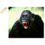 Monkey Gorilla Poster-    -      - Bandaron ko bhagaane ka ilaaj - Treatment to ward