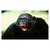 Monkey Gorilla Poster-    -      - Bandaron ko bhagaane ka ilaaj - Treatment to ward