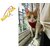 Cat Belt-Cat Harness with Nylon Lease Escape-Proof Size Medium - Good Harness for Medium Size Cat Birds' Park