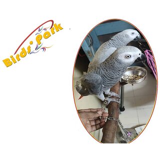 Grey Parrot Leg Chain - Good for Grey Parrot Leg Chain for Freely FRIENDLY Talking Birds' Park Grey Parrot Leg Chain - Good for Grey Parrot Leg Chain for Freely FRIENDLY Talking Birds' Park