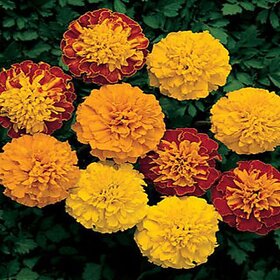 Marigold French Mixed Color Flower  50 Seeds