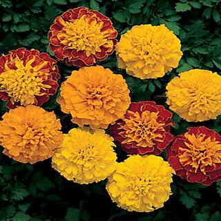 Marigold French Mixed Color Flower  50 Seeds