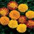 Marigold French Mixed Color Flower  50 Seeds