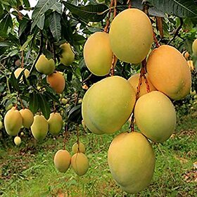 Grafted Alphonso Mango