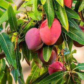 Miyazaki Mango Plant Grafted