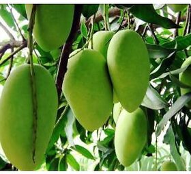 Amrapali Mango Plant