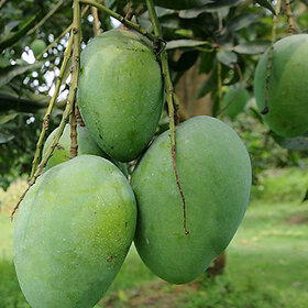 Himsagar Mango Plant