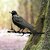 BLIND SHOP Metal Yard Art Outdoor and Garden,Tree Decorations Outdoor,Metal Yard Animals,Black Crows Halloween Decor,Gar