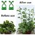 Plant Support for Climbers 20 PCS Leaf Plant Organiser Clip Money Plant Clips for Wall Support Creeper Plant Support Climber Support for Plants Plant Holder for Wall Climbing Wall Clips