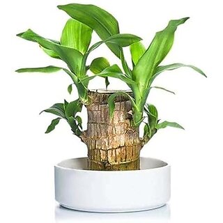 Lucky Brazilian Wood Plant