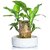 Lucky Brazilian Wood Plant