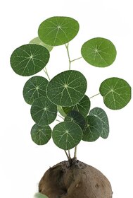 Stephania Erecta  Air-Purifying Coconut Plant with Gorgeous Heart-Shaped Leaves  Perfect Indoor Houseplant for Clean A