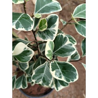                       Ficus Triangularis variegata live indoor plant                                              