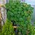 Stephania Erecta  Air-Purifying Coconut Plant with Gorgeous Heart-Shaped Leaves  Perfect Indoor Houseplant for Clean A