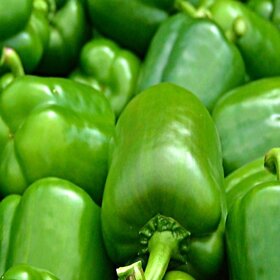 Green Capsicum Seeds-100 Seeds Pack