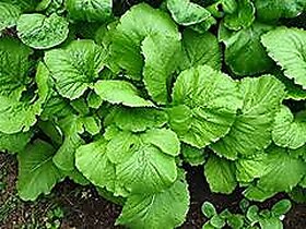 Sarso/Mustard Vegetable Pack Of 100 Seeds