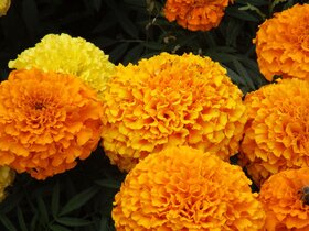 Marigold Mixed Flower Home Garden-100 Seeds